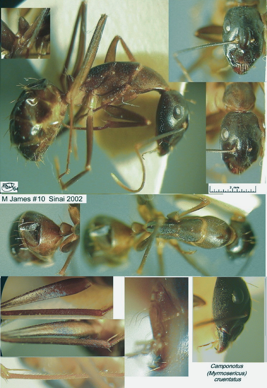 {Camponotus (Myrmosericus) cruentatus}