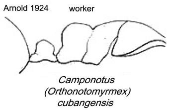 {Camponotus cubangensis dofleini}