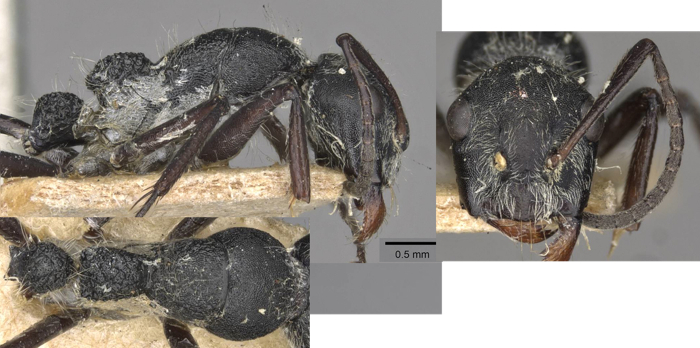 Camponotus cubangaensis minor
