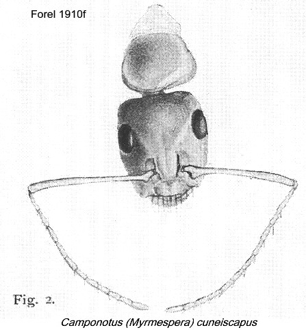{Camponotus (Myrmespera) cuneiscapus}