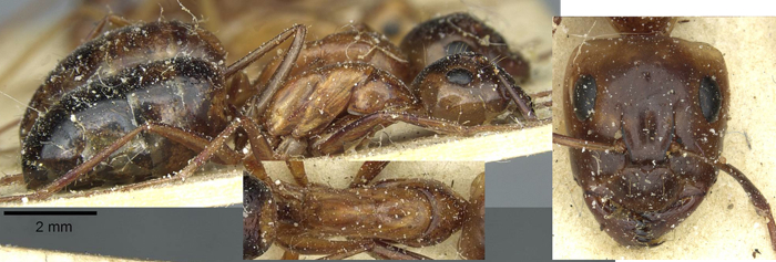 Camponotus debellator major