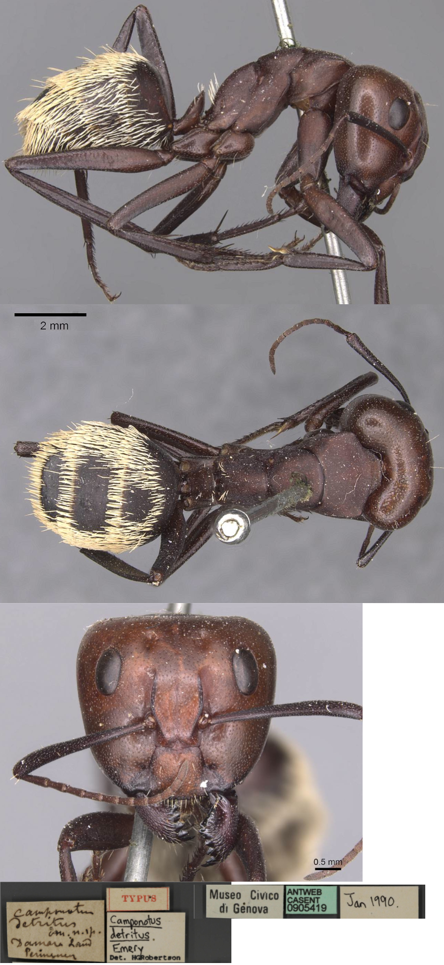 {Camponotus detritus major}