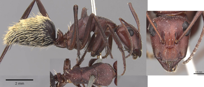 Camponotus detritus minor