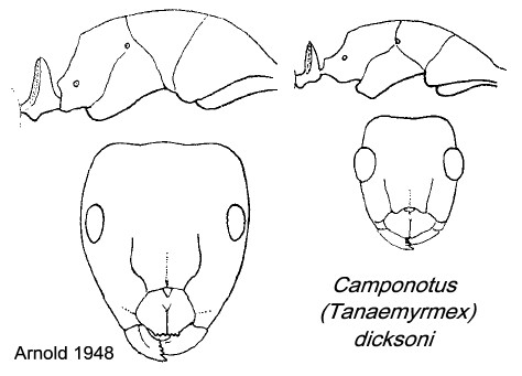 {Camponotus dicksoni}