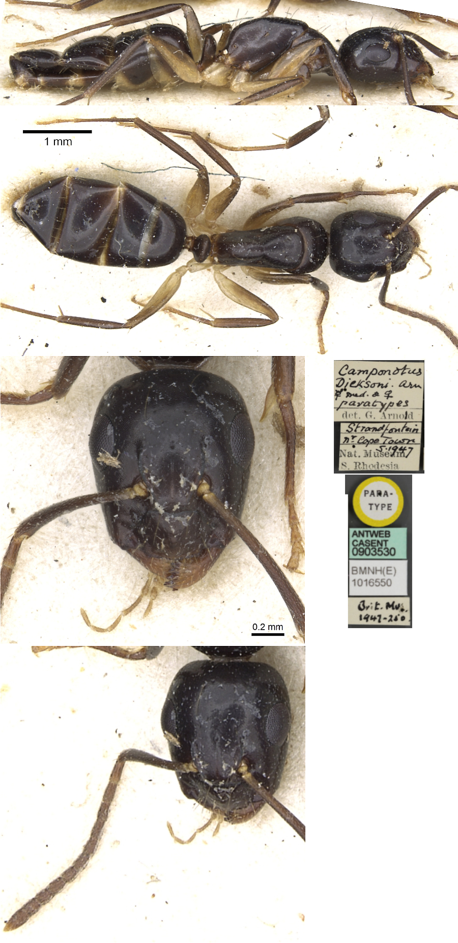 {Camponotus dicksoni}