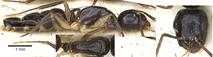 {Camponotus dicksoni minor}