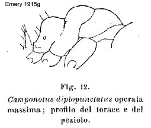 {Camponotus diplopunctatus}