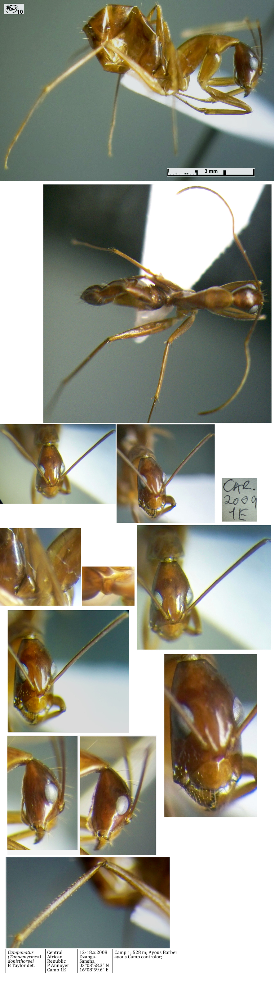 {Camponotus donisthorpei minor}