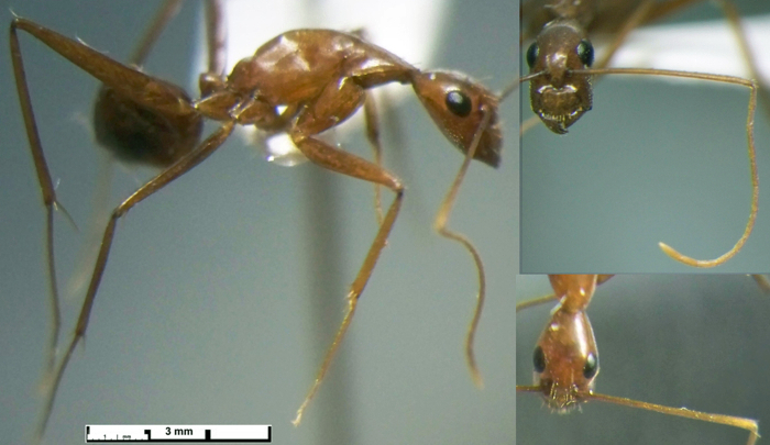 {Camponotus doniisthorpei}