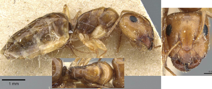 {Camponotus emarginatus major}