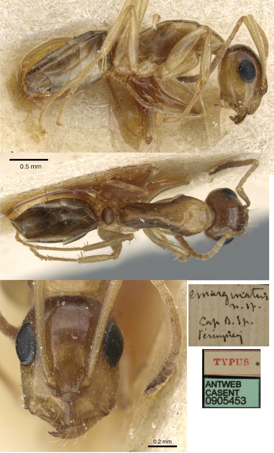 {Camponotus emarginatus}