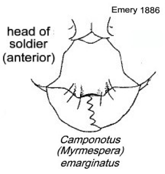 {Camponotus emarginatus}