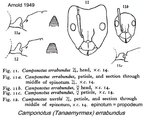 {Camponotus errabundus}