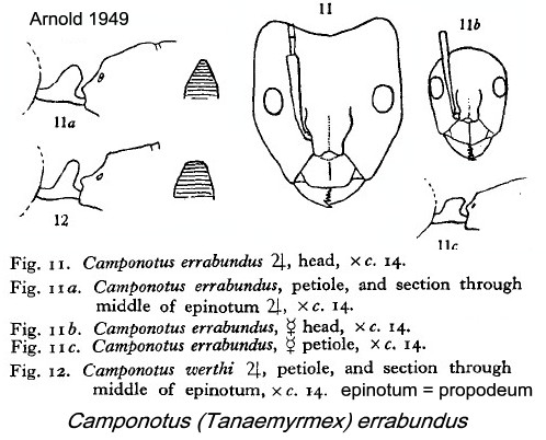 {Camponotus errabundus}