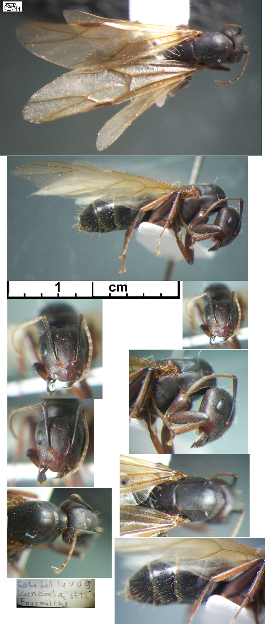 {Camponotus erythromelus queen}