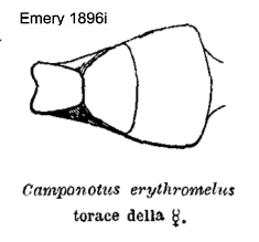 Camponotus erythromelus