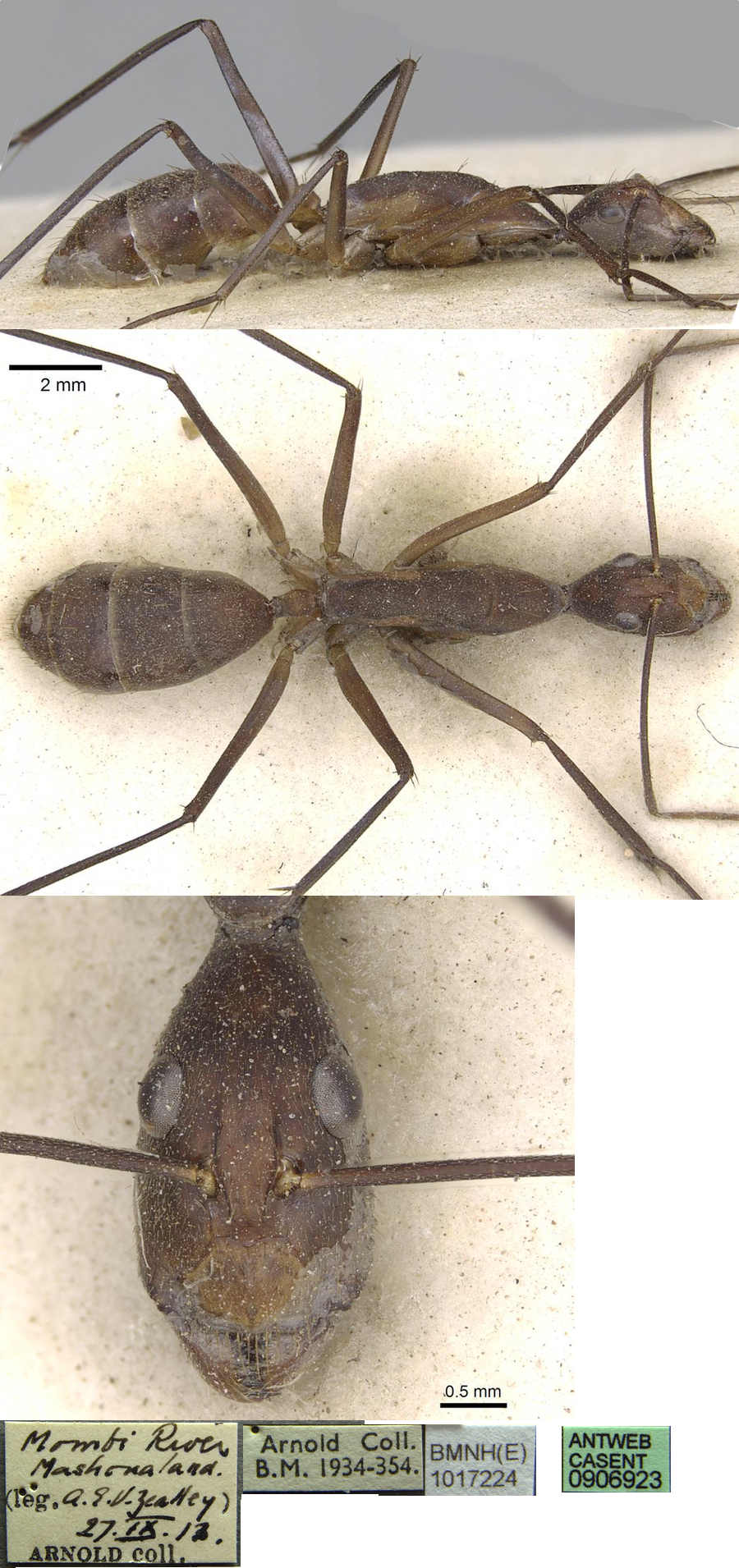 {Camponotus etiolipes}