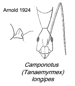 {Camponotus etiolipes}