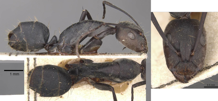 {Camponotus amplior minor}