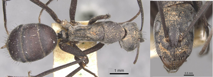 Camponotus eugeniae minor