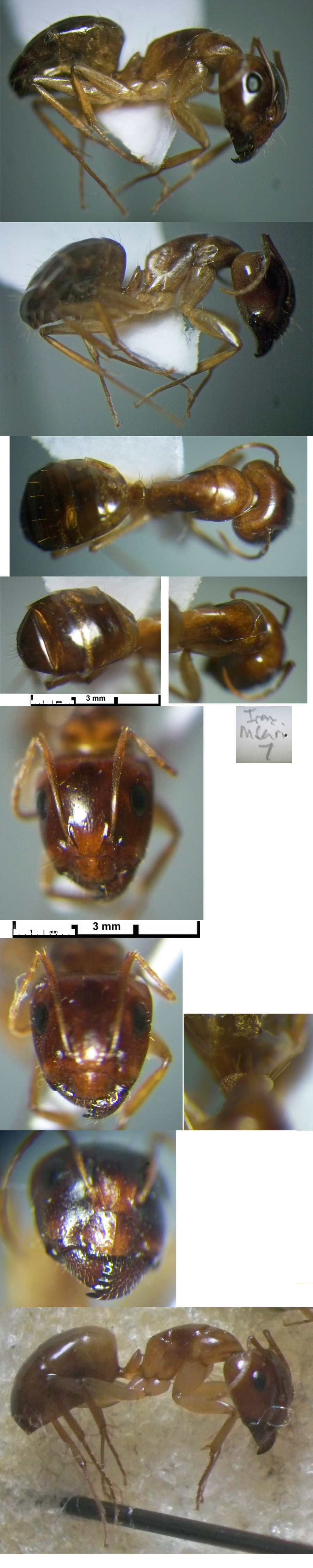 {Camponotus ? evansi major}