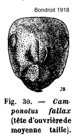 Camponotus fallax