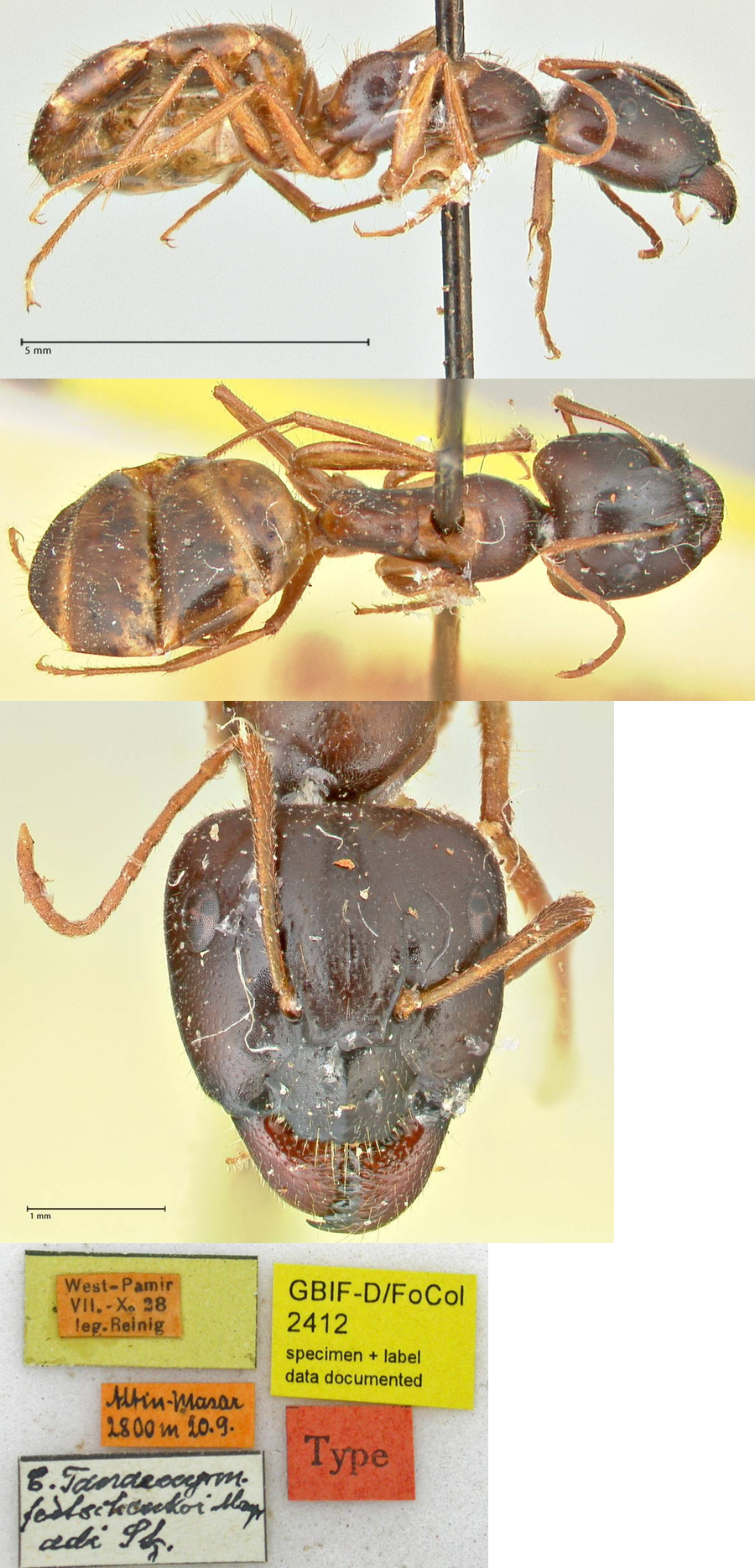 {Camponotus fedtschenkoi}