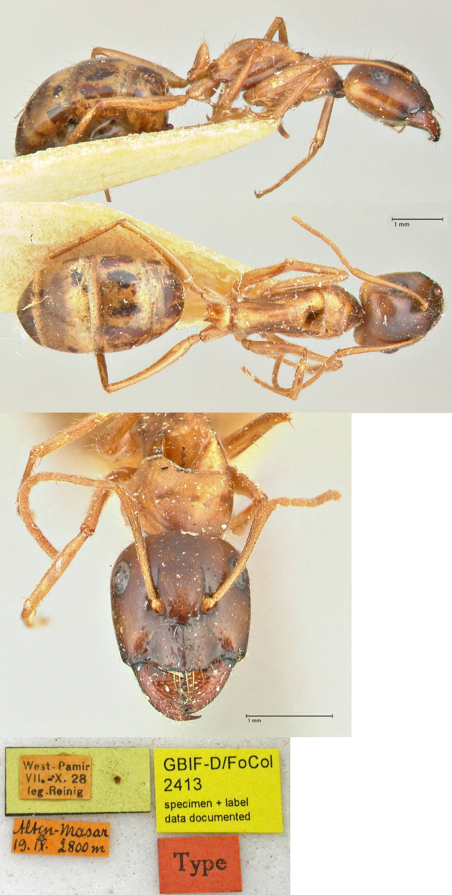 {Camponotus fedtschenkoi}