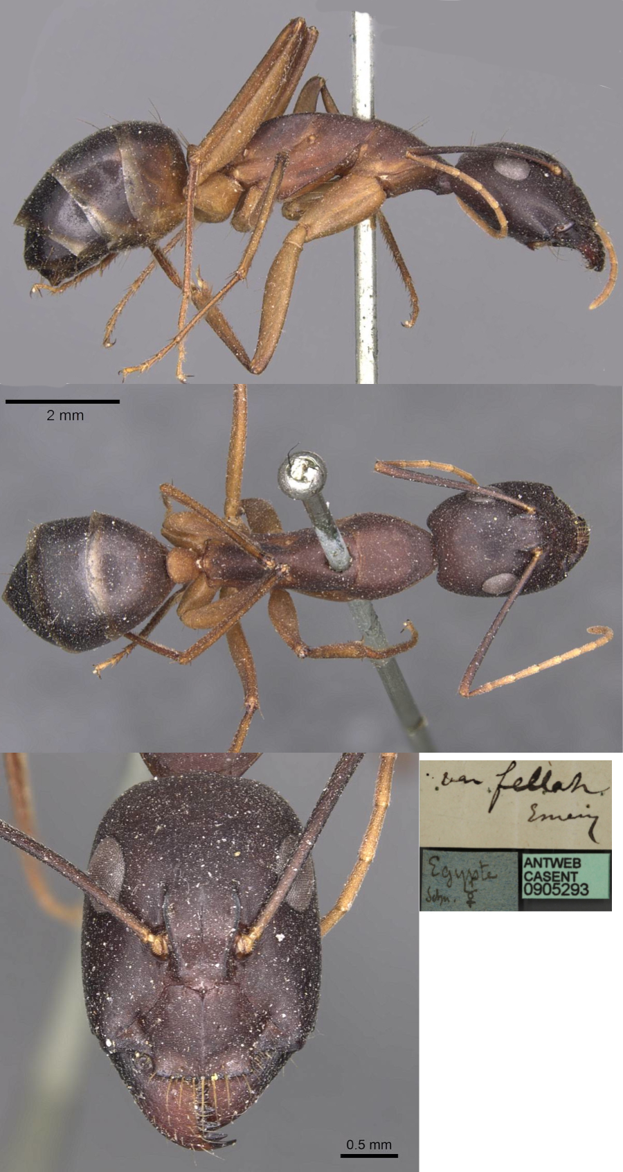 {Camponotus fellah minor}