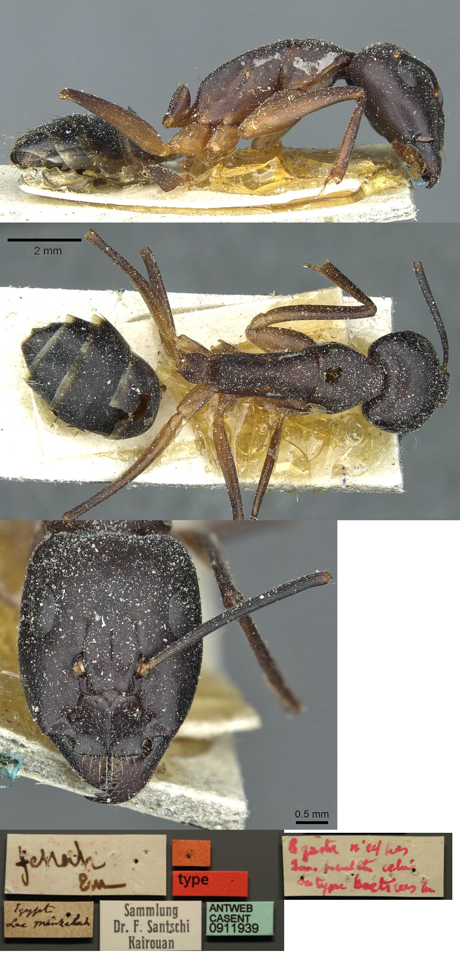 {Camponotus fellah minor}