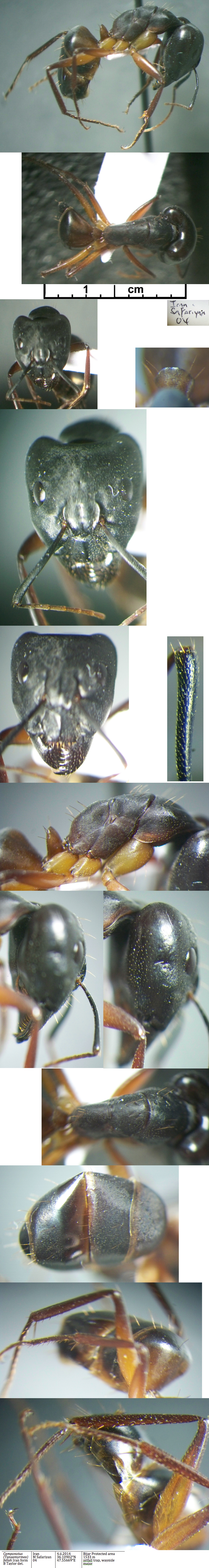 {Camponotus fellah Iran form major}