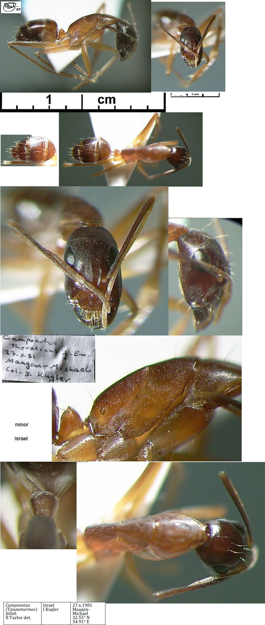 {Camponotus fellah minor}