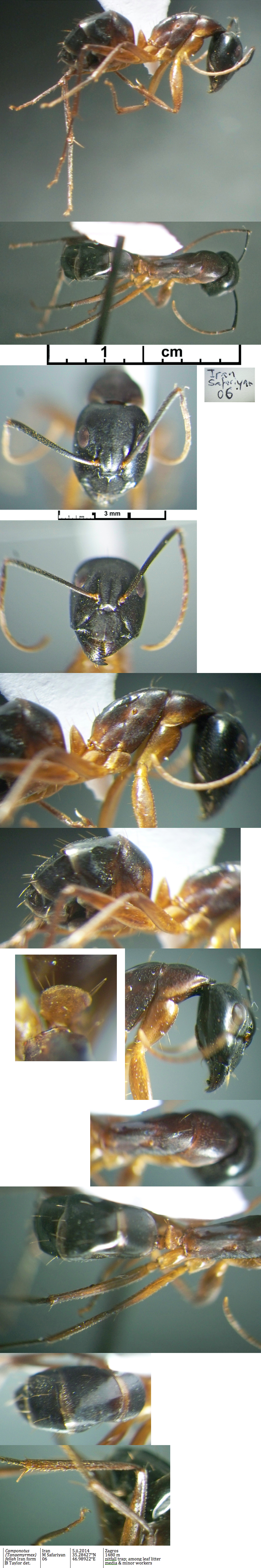 {Camponotus fellah Iran form minor}