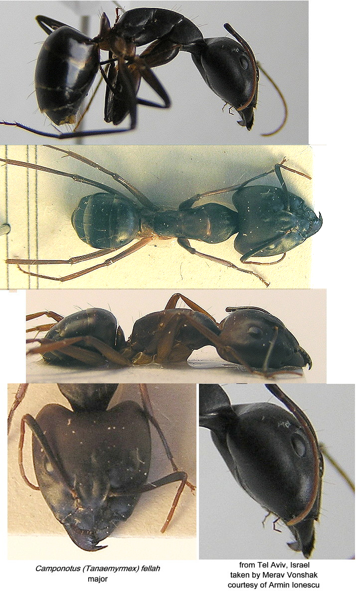 {Camponotus fellah}