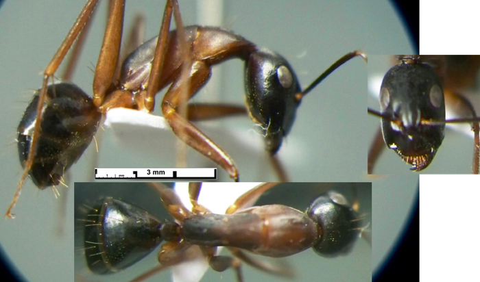 Camponotus fellah major