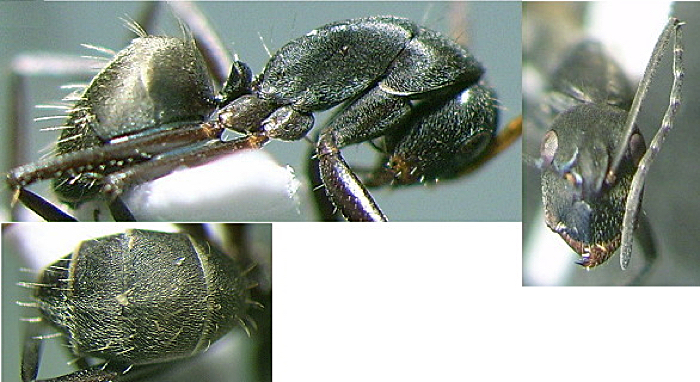 {Camponotus flavomarginatus minor}
