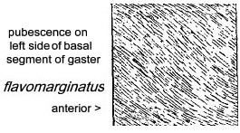 {C. flavomarginatus gastral pubescence}