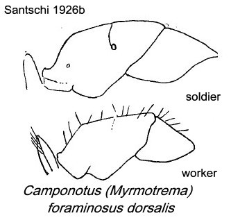 {Camponotus foraminosus dorsalis}