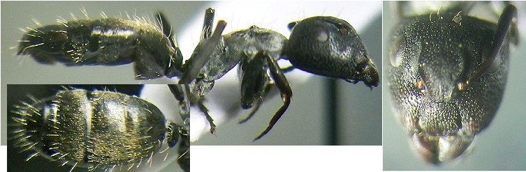 {Camponotus (Myrmotrema) foraminosus}