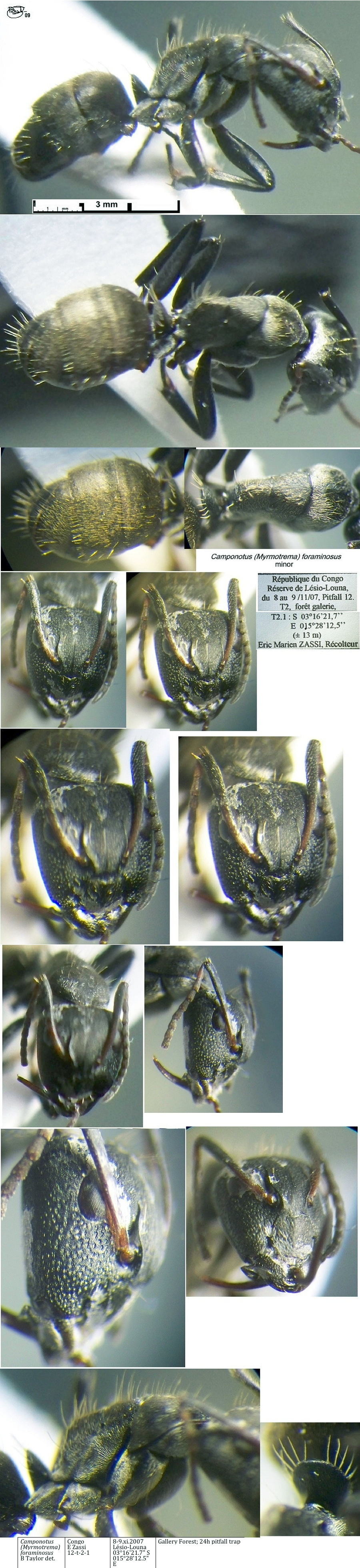 {Camponotus foraminosus media}