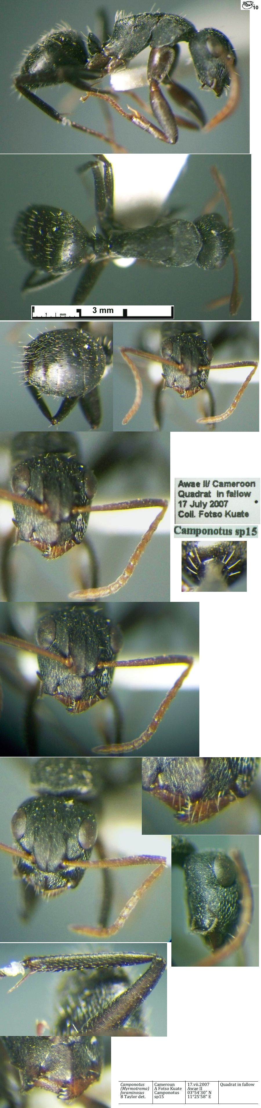 {Camponotus foraminosus minor}