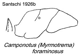 {Camponotus foraminosus}