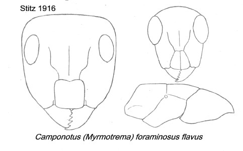 {sCamponotus foraminosus flavus}