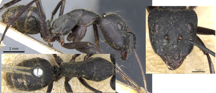 Camponotus fornainii major