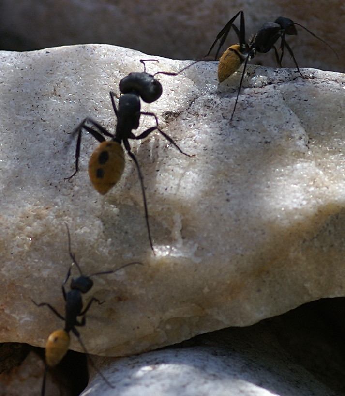 {Camponotus fulvopilosus}