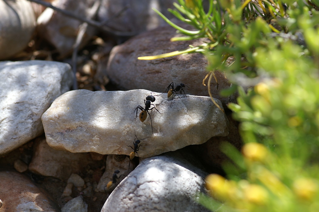 {Camponotus fulvopilosus}