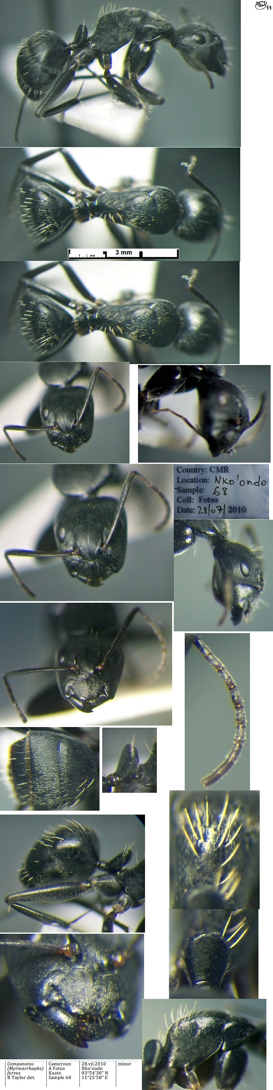 {Camponotus furvus minor}