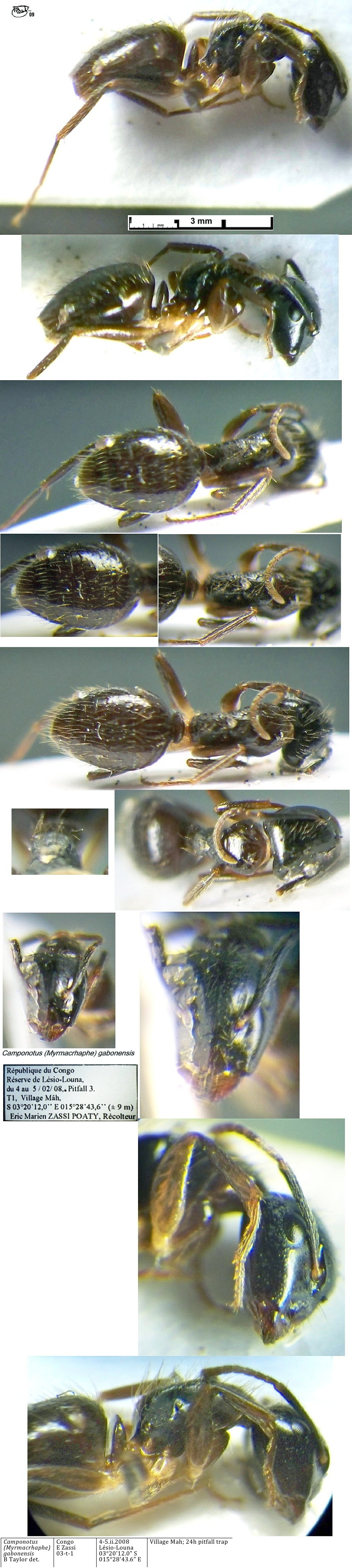 {Camponotus gabonensis minor}