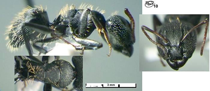 Camponotus (Myrmotrema) galla major