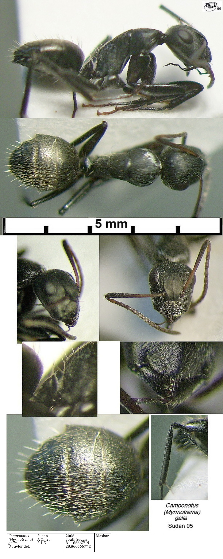 {Camponotus (Myrmotrema) galla)}